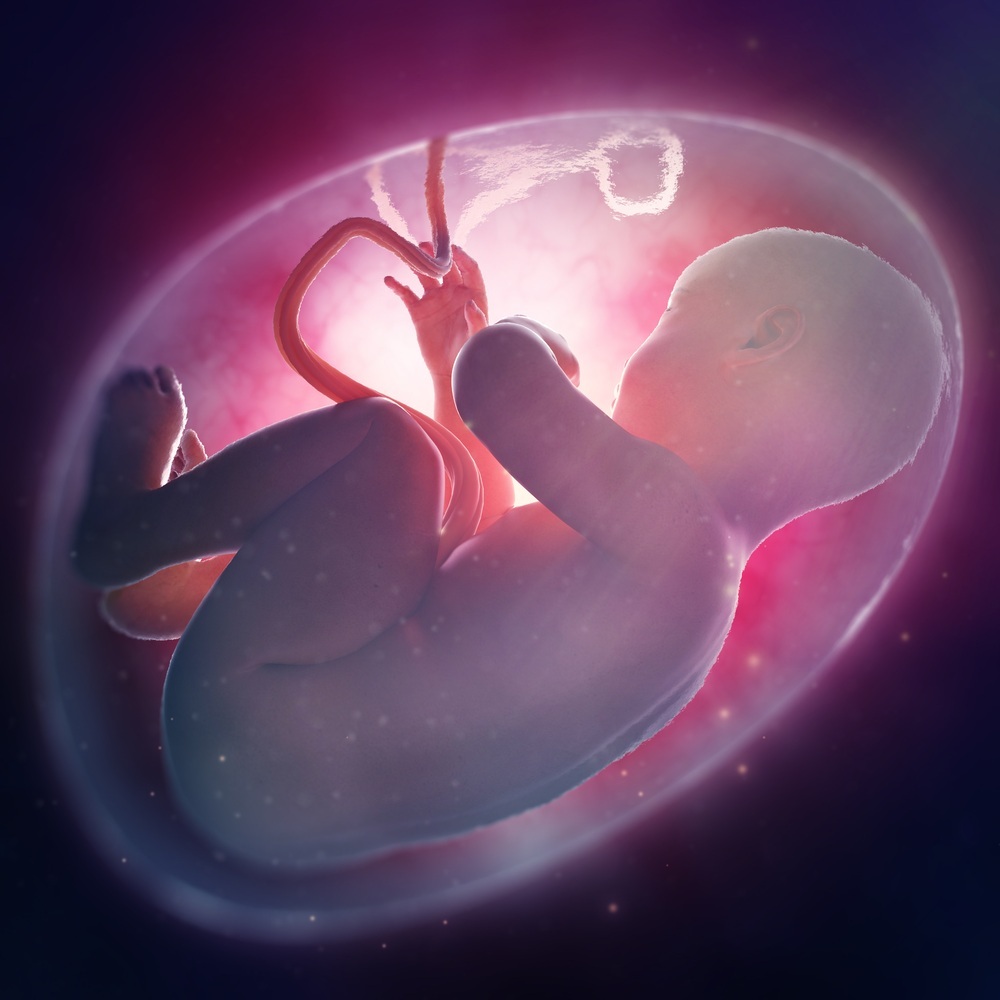 Ilustração do feto no ventre - foto: Mopic/ShutterStock.com