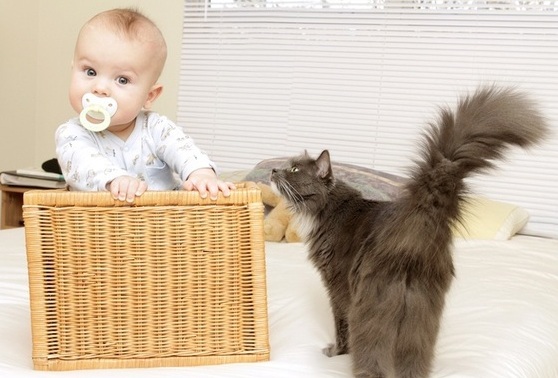 evitando o ciúmes do pet com a chegada do bebê - foto: olga-bogatyrenko - shutterstock.com