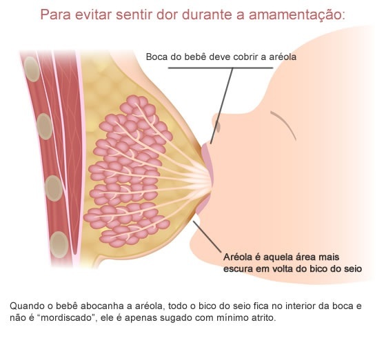 Anatomia seio para amamentação e a posição correta da pega - Foto: Alila Medical Media/Shutterstock.com