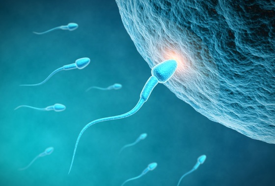 Fecundação (espermatozoide encontrando o óvulo) - Sashkin/ShutterStock.com